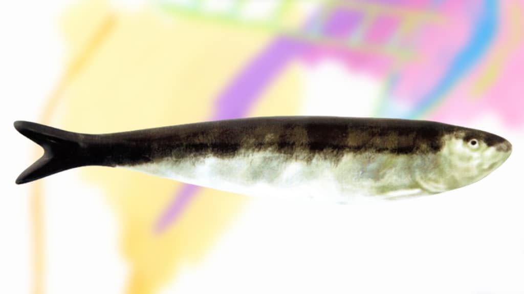 Operação Sardinha – Dia Nacional do Mar