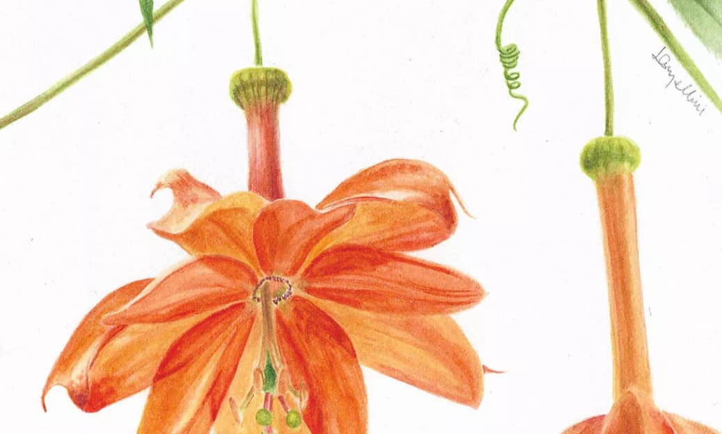 Atelier de dessin et aquarelle dans le parc – Carnet de croquis botanique