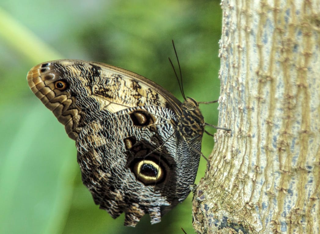 Caminhada em FamĂlia + Visita ao Borboletário Tropical