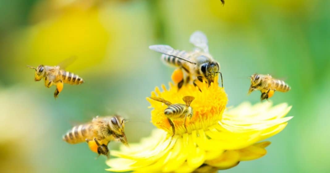 A Cozinha é um laboratório – A missão das abelhas