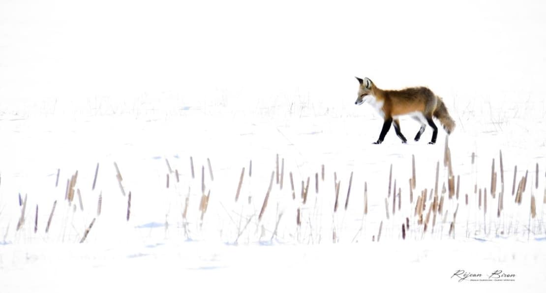 Brico nature – Les animaux de l'hiver