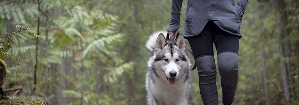 Dog Trekking na Peninha