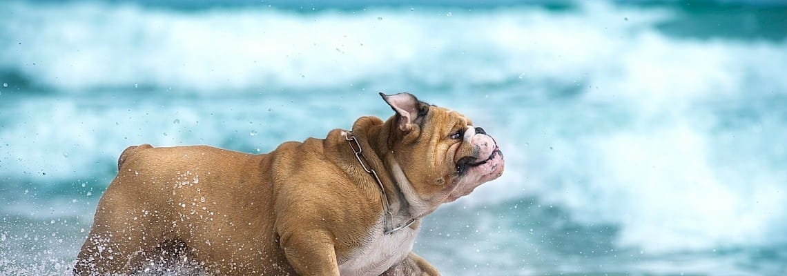 Dog Trekking na Adraga