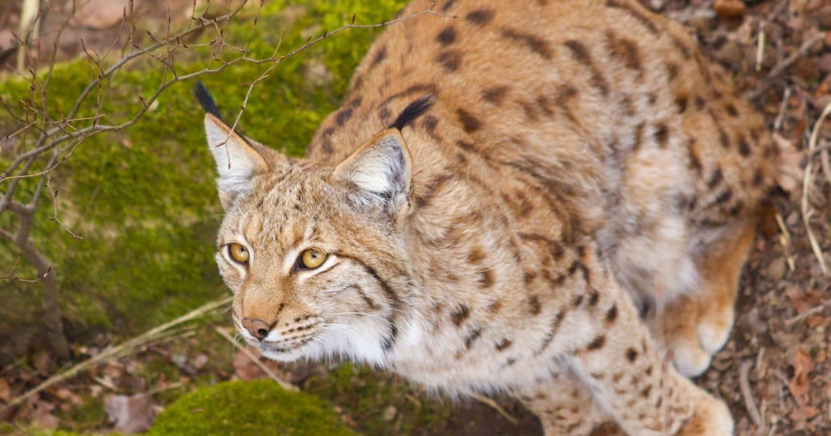 La Garenne (Le Vaud)