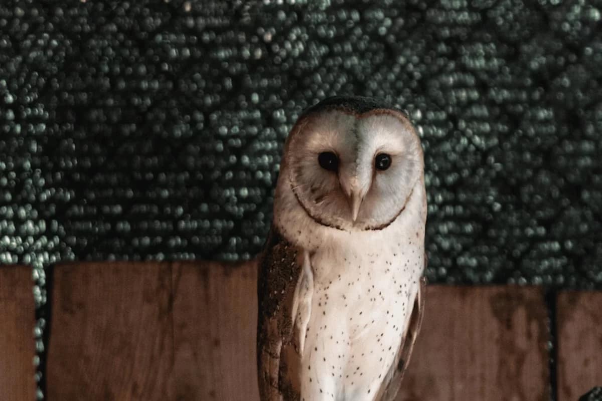 Dia Aberto do LxCRAS