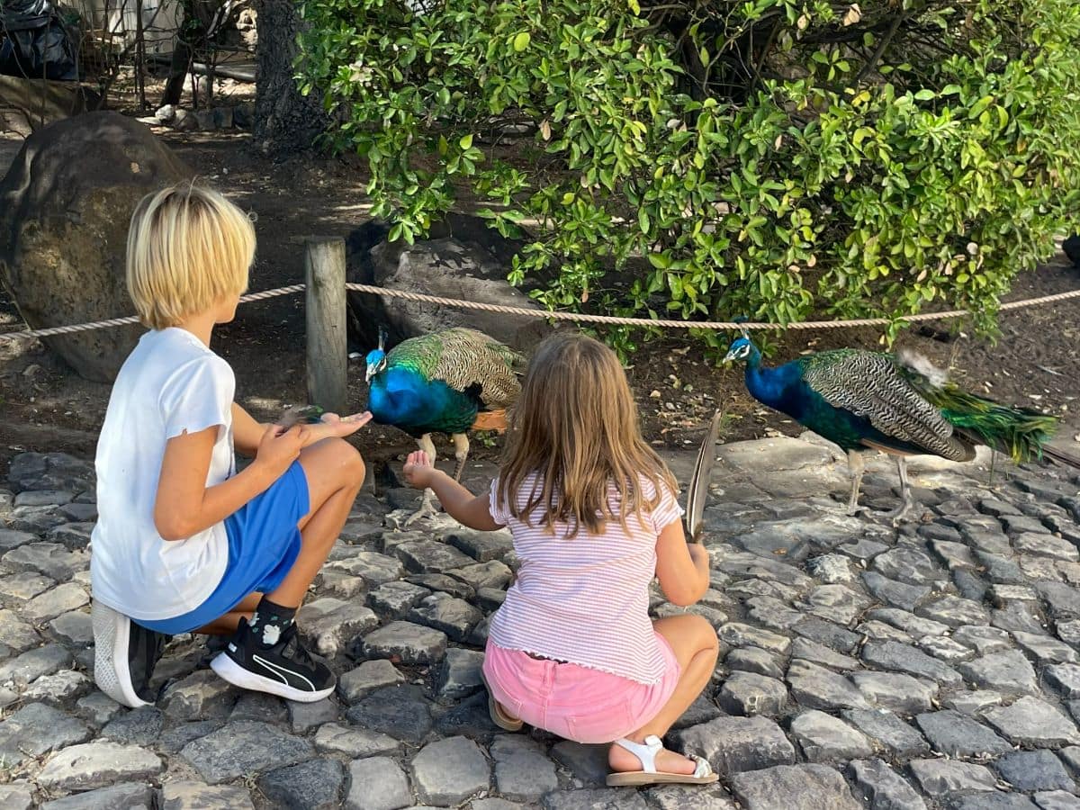 Os pavões que habitam o Castelo