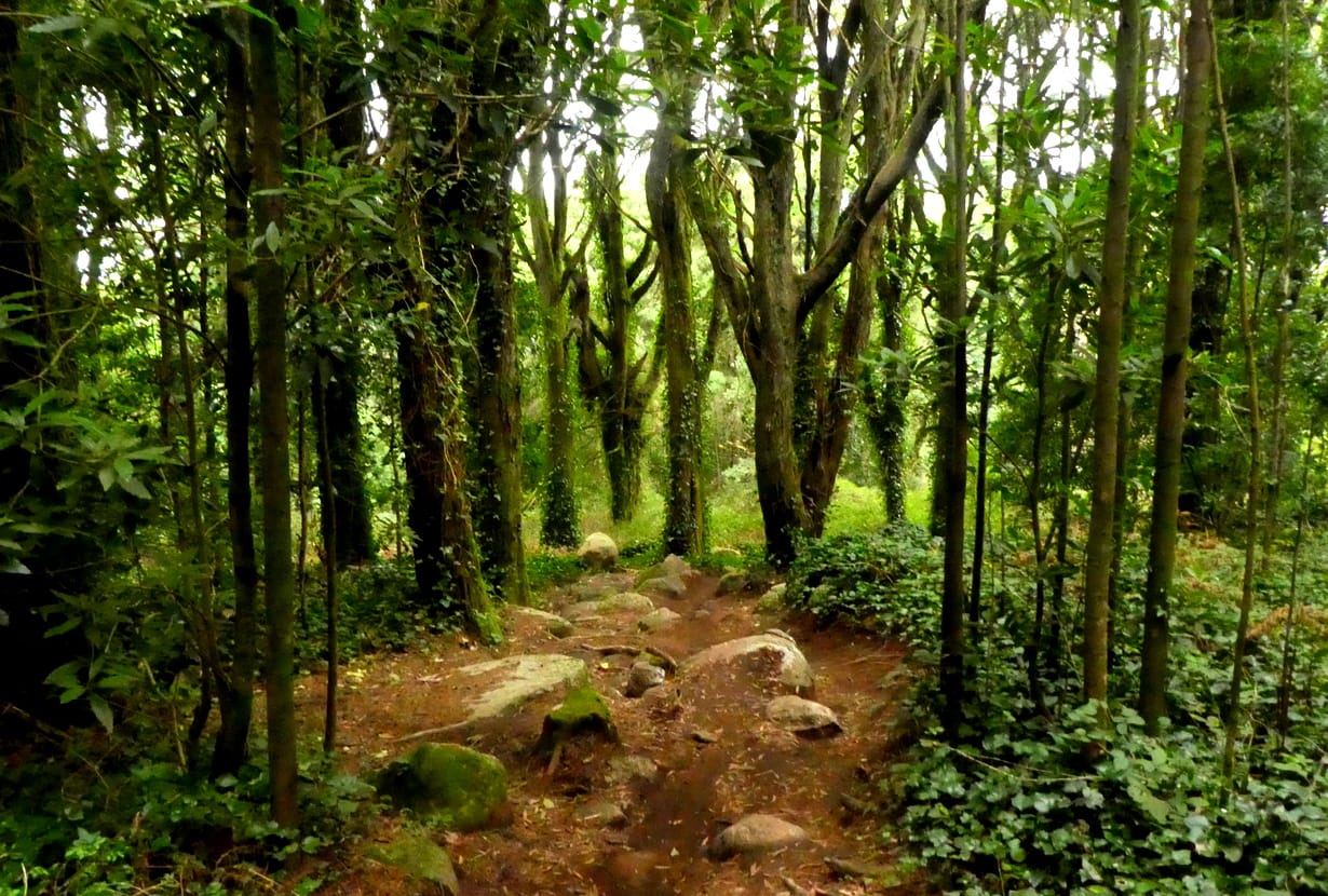 Bosque dos Druídas (Serra de Sintra)