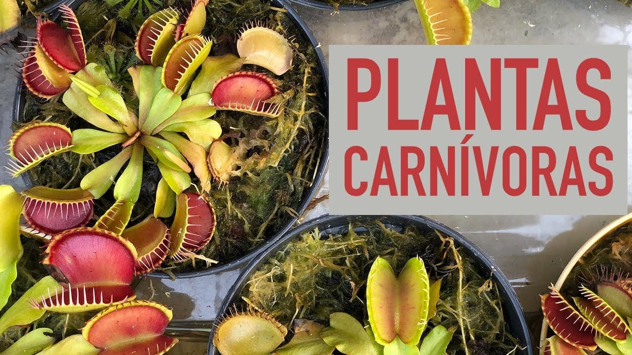 LaboratĂłrio – Plantas CarnĂvoras