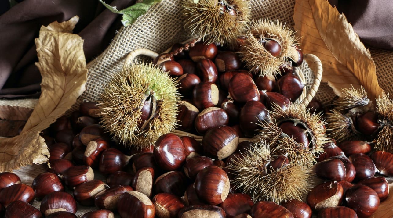 Magusto de São Martinho nos Bosques da Serra de Sintra