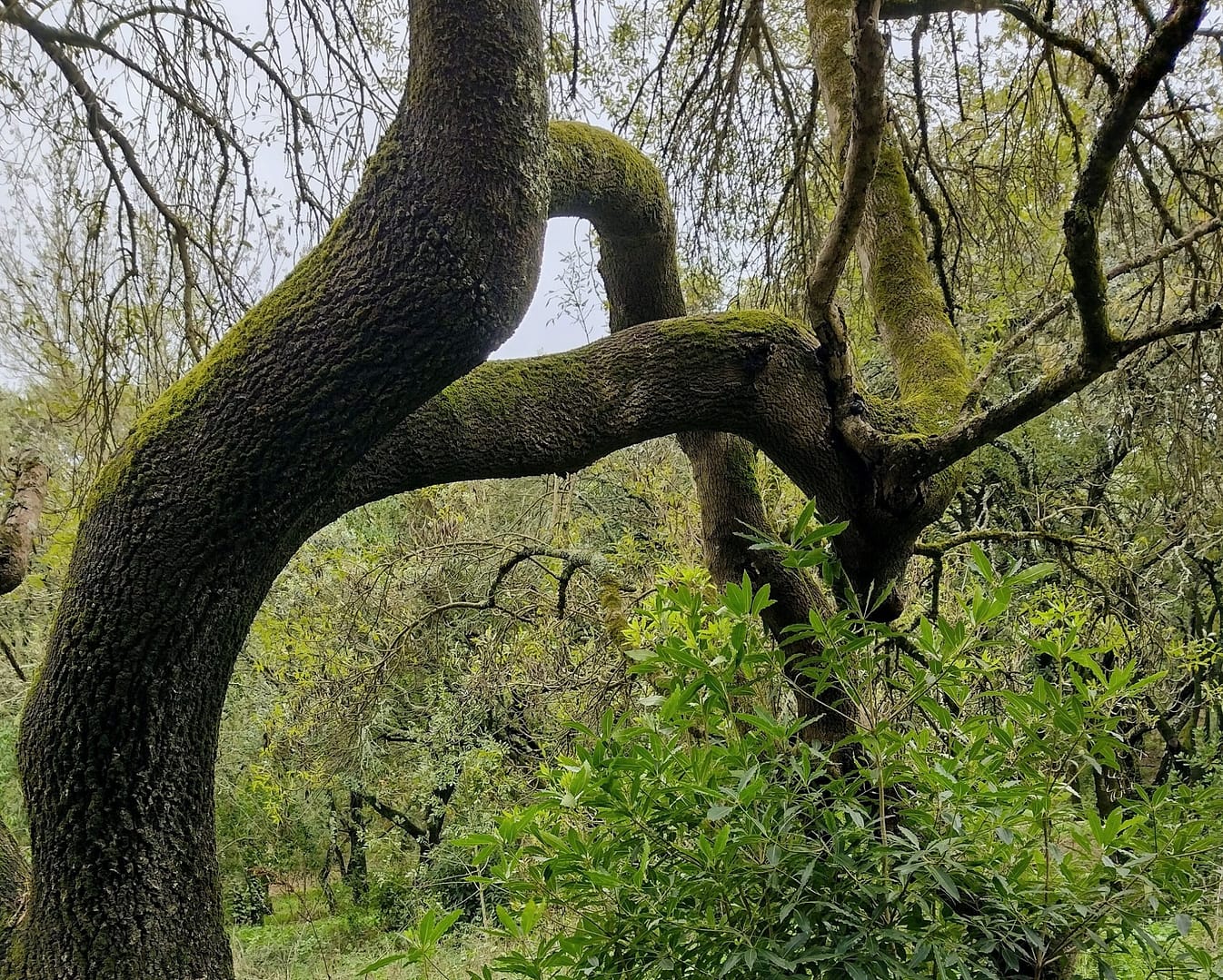 Asas – Passeio em FamĂlia