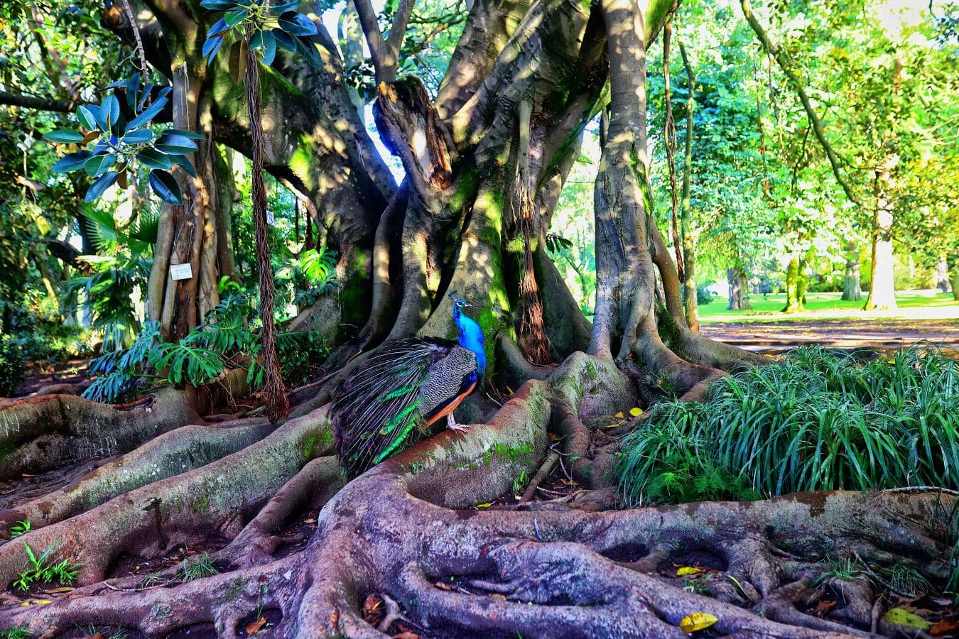 120 anos do Jardim Botânico Tropical