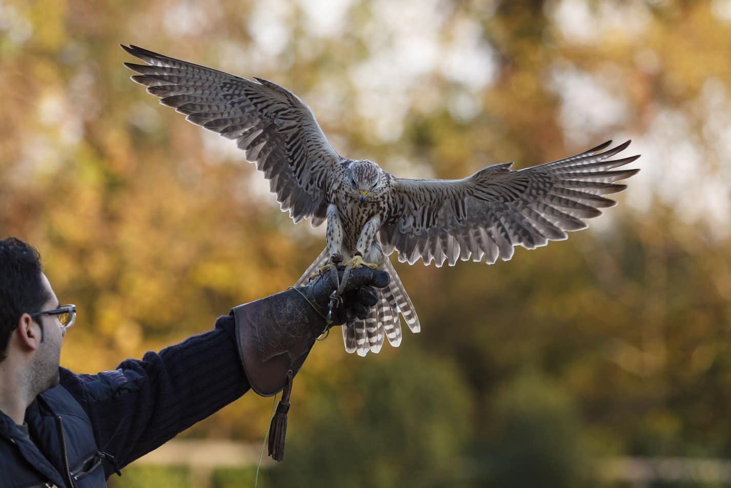 Curso de Falcoaria I