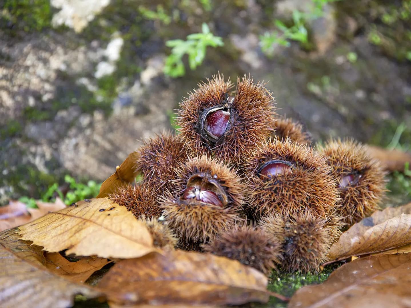 A Quintinha celebra o Magusto
