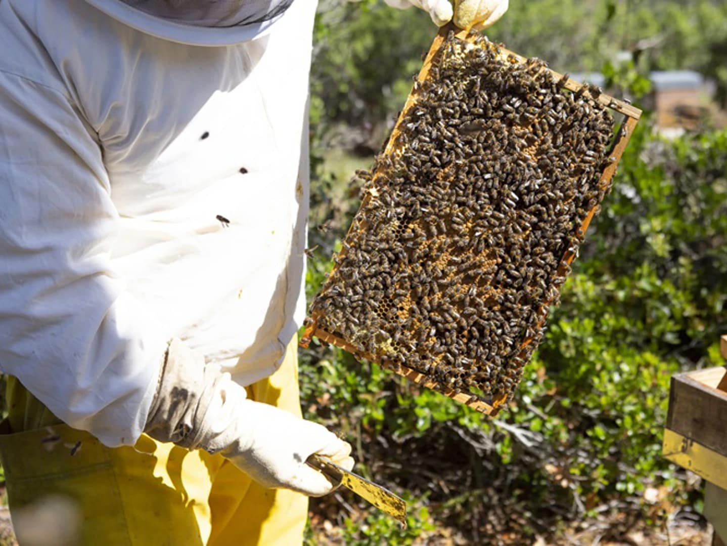 Da flor ao mel, na companhia do apicultor
