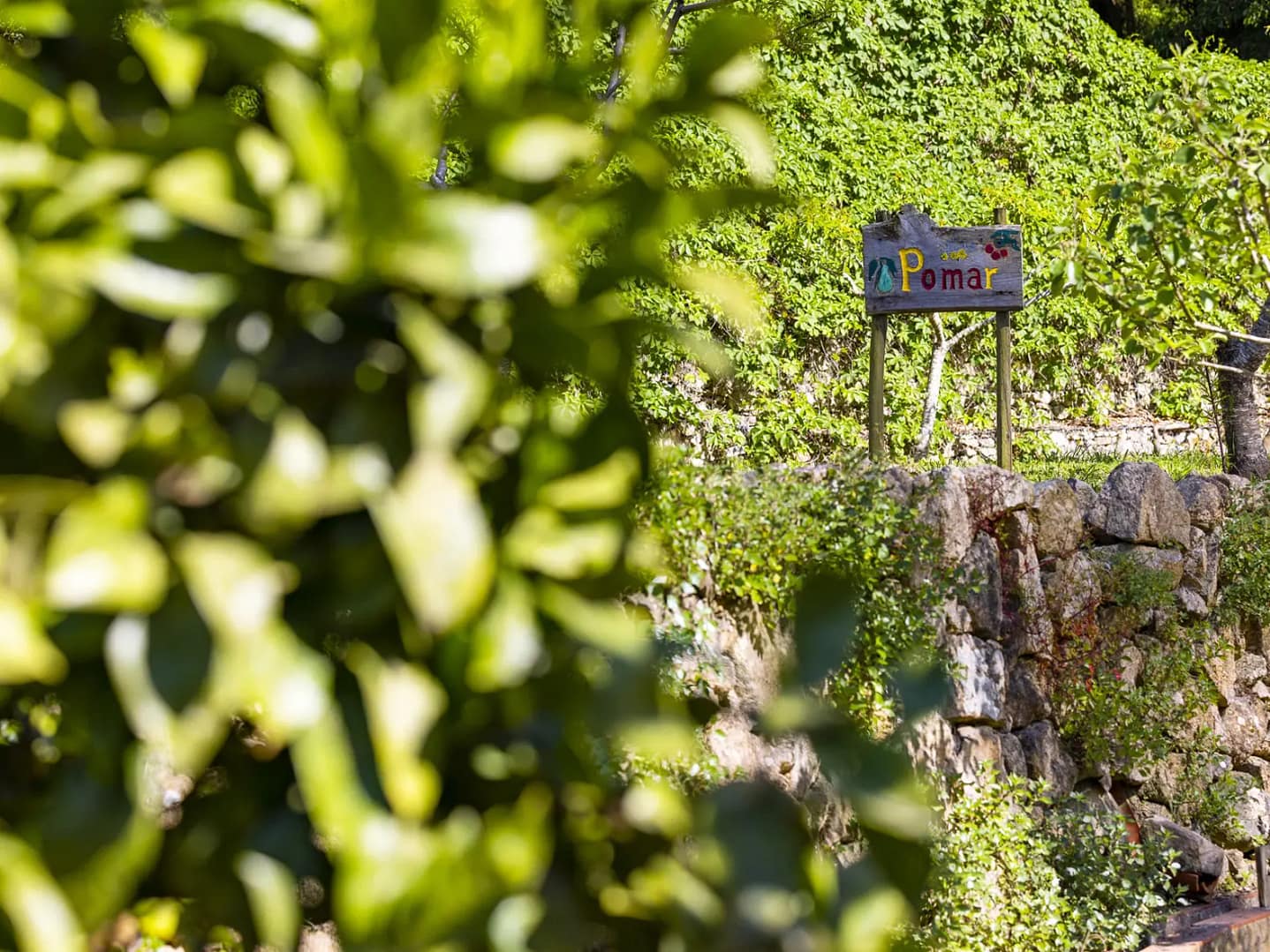 Oficina de verĂŁo – Como plantar morangos, abĂłboras, melões ou meloas