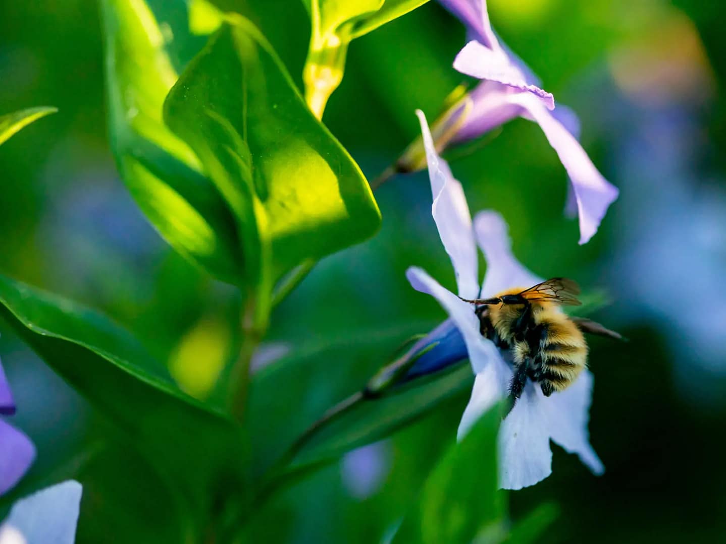 Os produtos da colmeia – O mel, o pólen, a cera das abelhas e a própolis