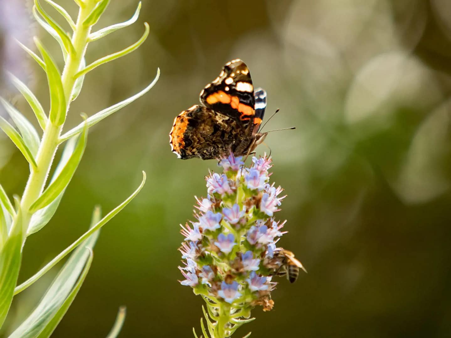 Vamos conhecer... As borboletas diurnas