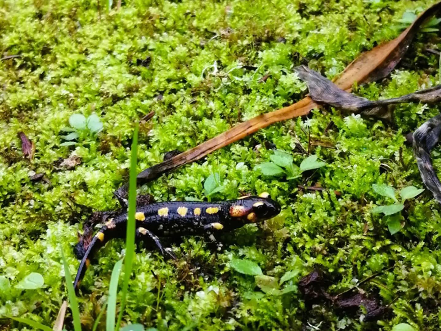 Vamos conhecer... Os anfĂbios