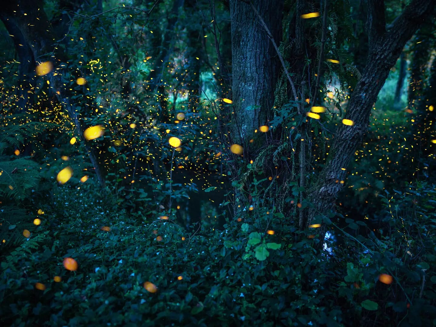 Vamos conhecer... Os pirilampos