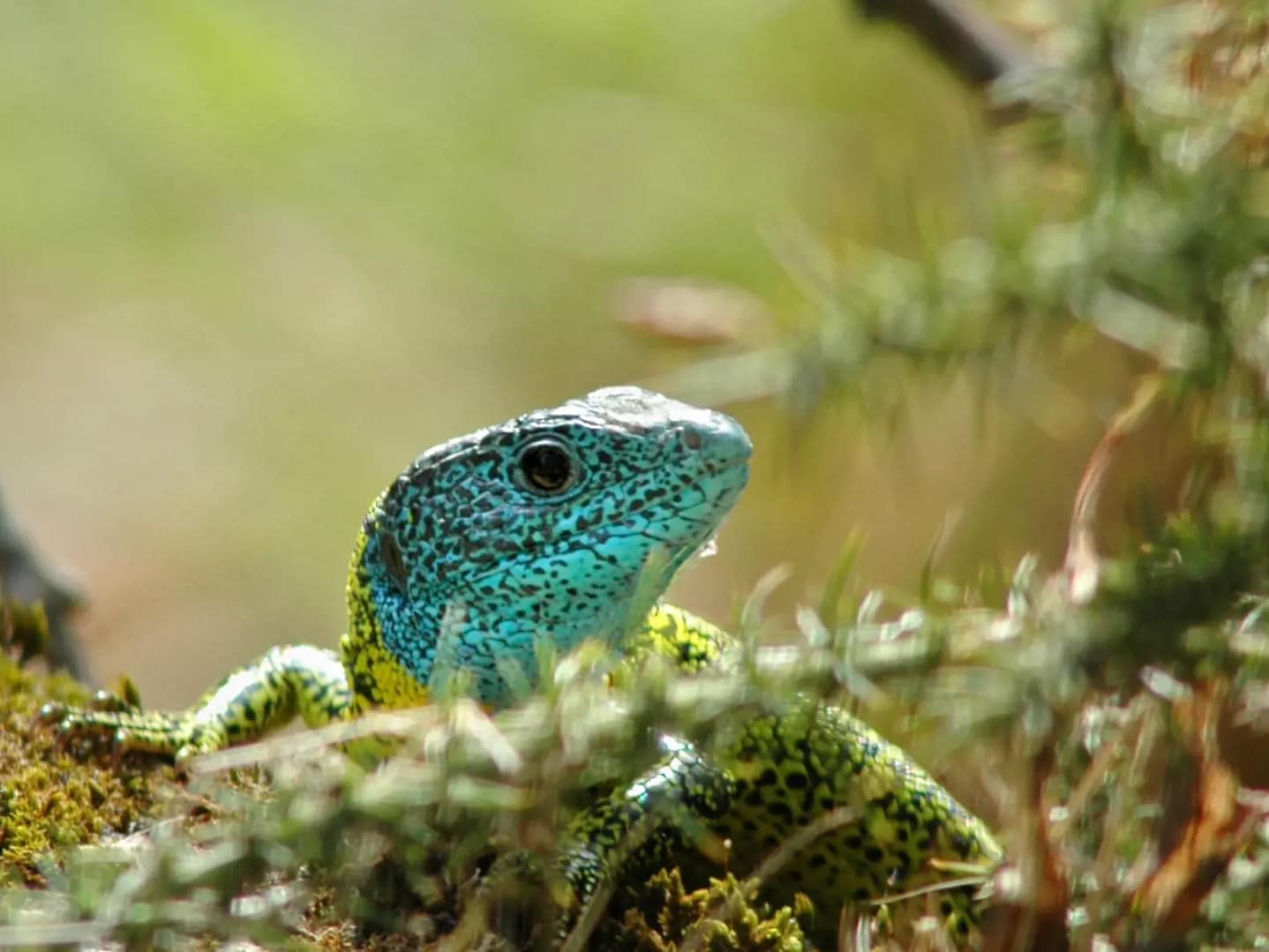 Vamos conhecer... Os répteis