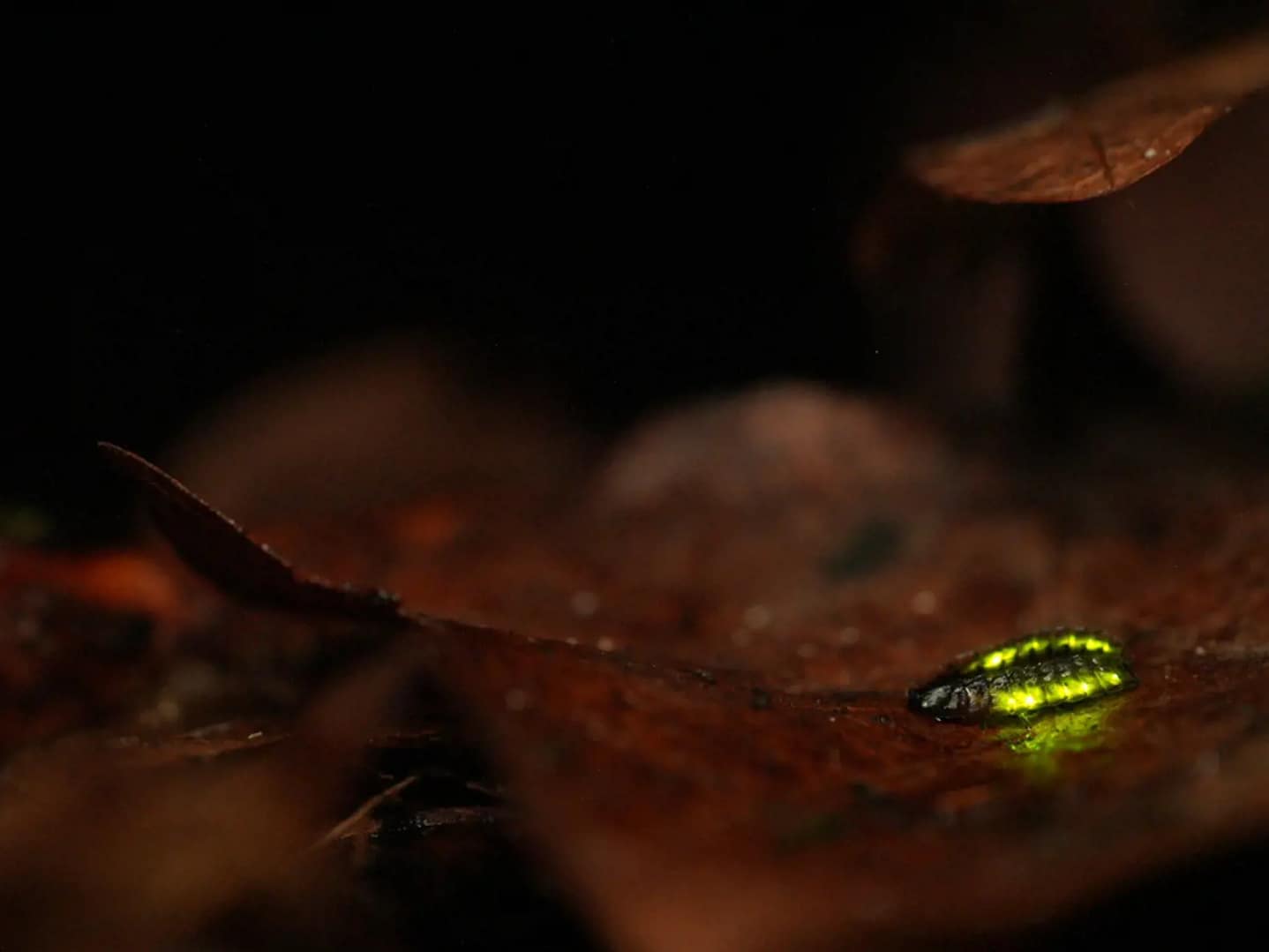 Vamos conhecer os pirilampos... No outono