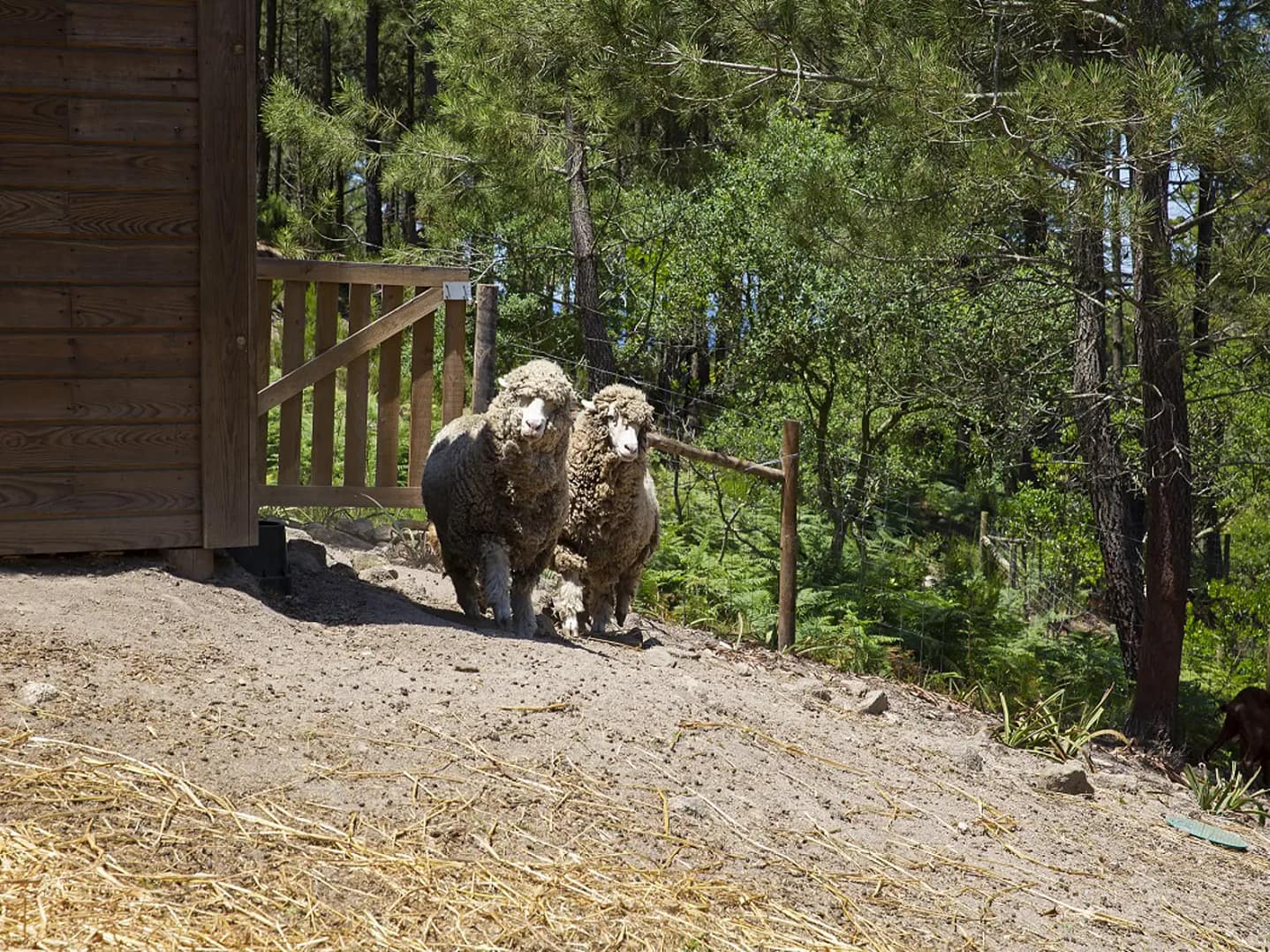 O dia-a-dia dos Animais