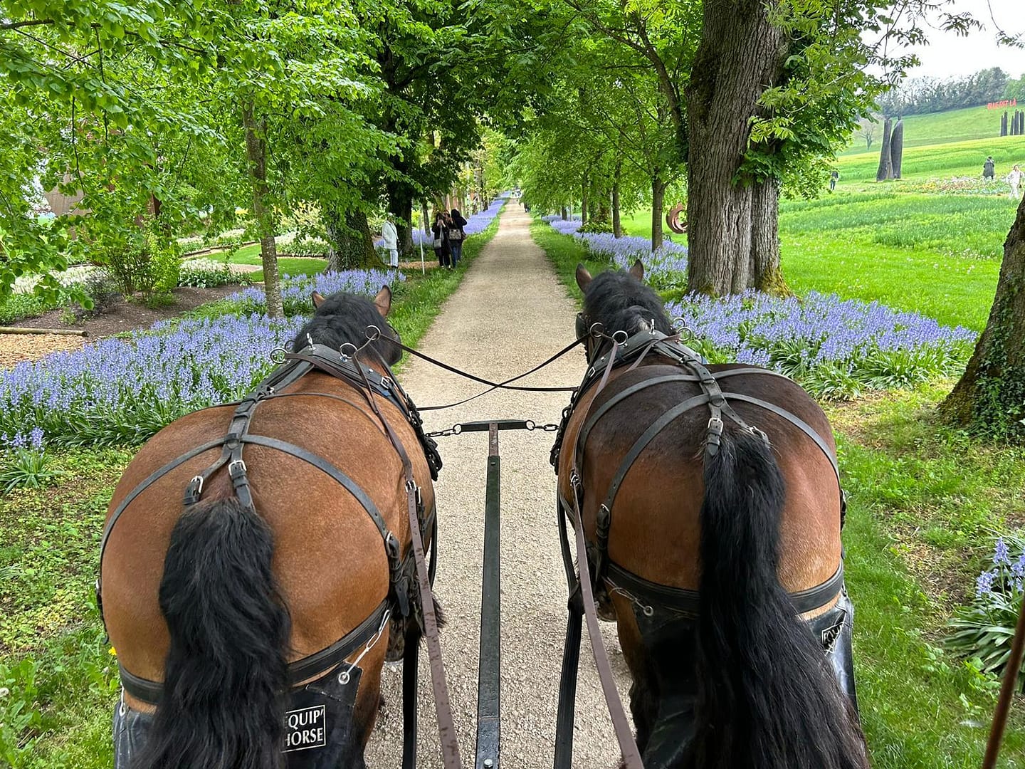 Promenade en calèche