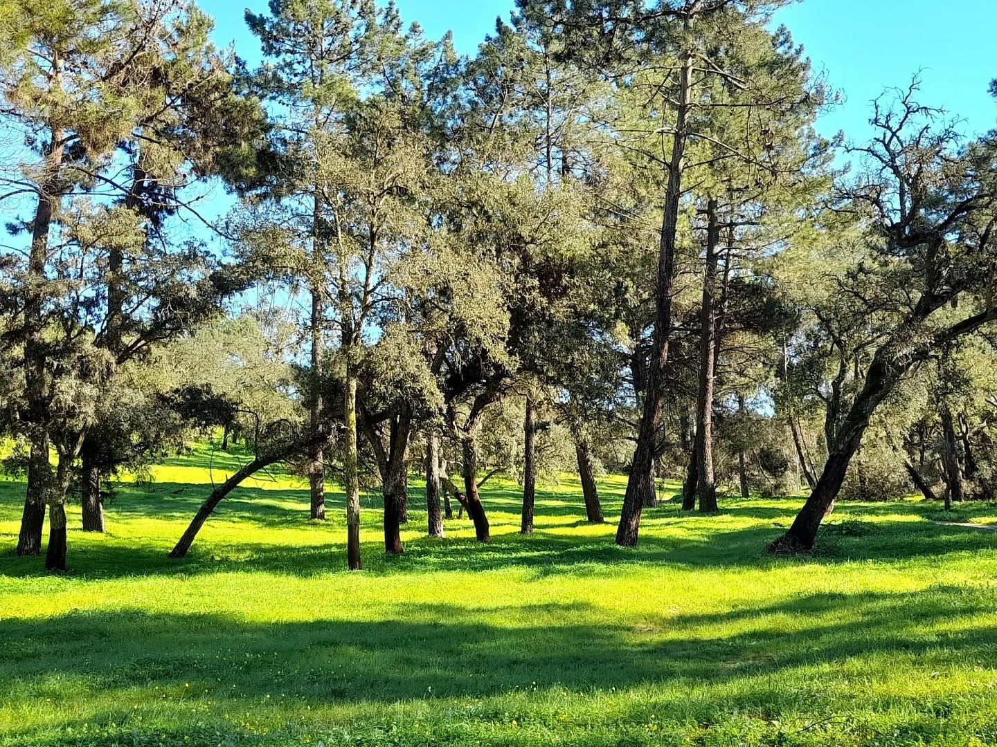 Mata Nacional da Machada (Palhais)