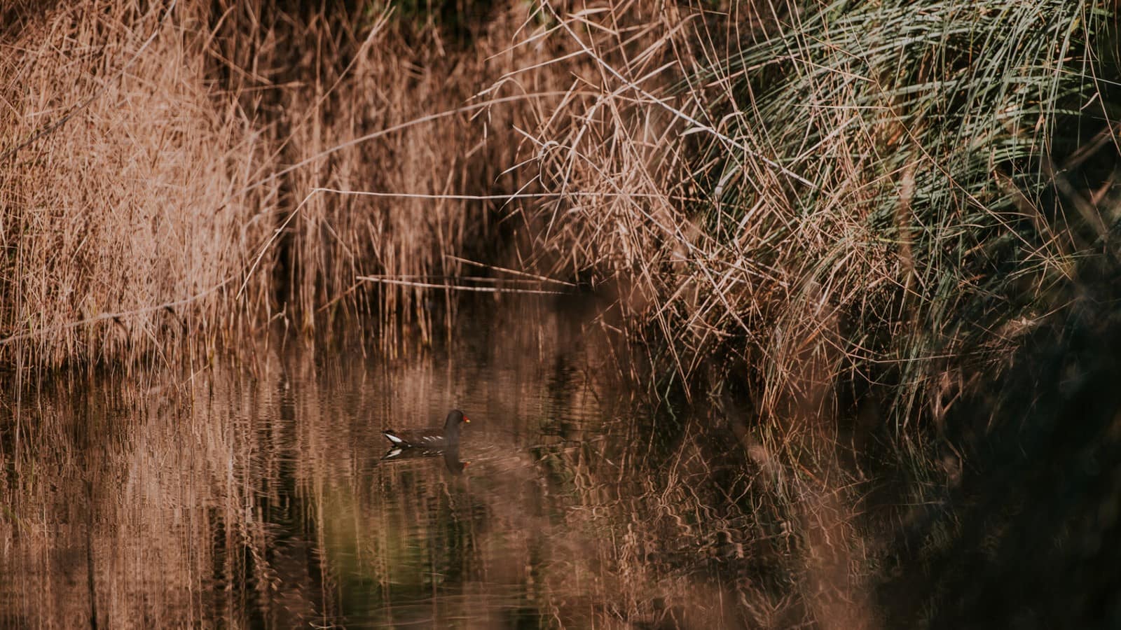 Insectos, aves e morcegos – Bioblitz no Jardim Gulbenkian