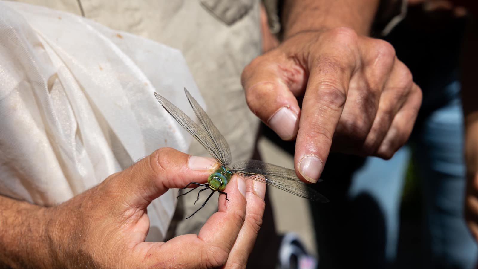 Líquenes, anfíbios, répteis e insetos. Bioblitz no Jardim Gulbenkian