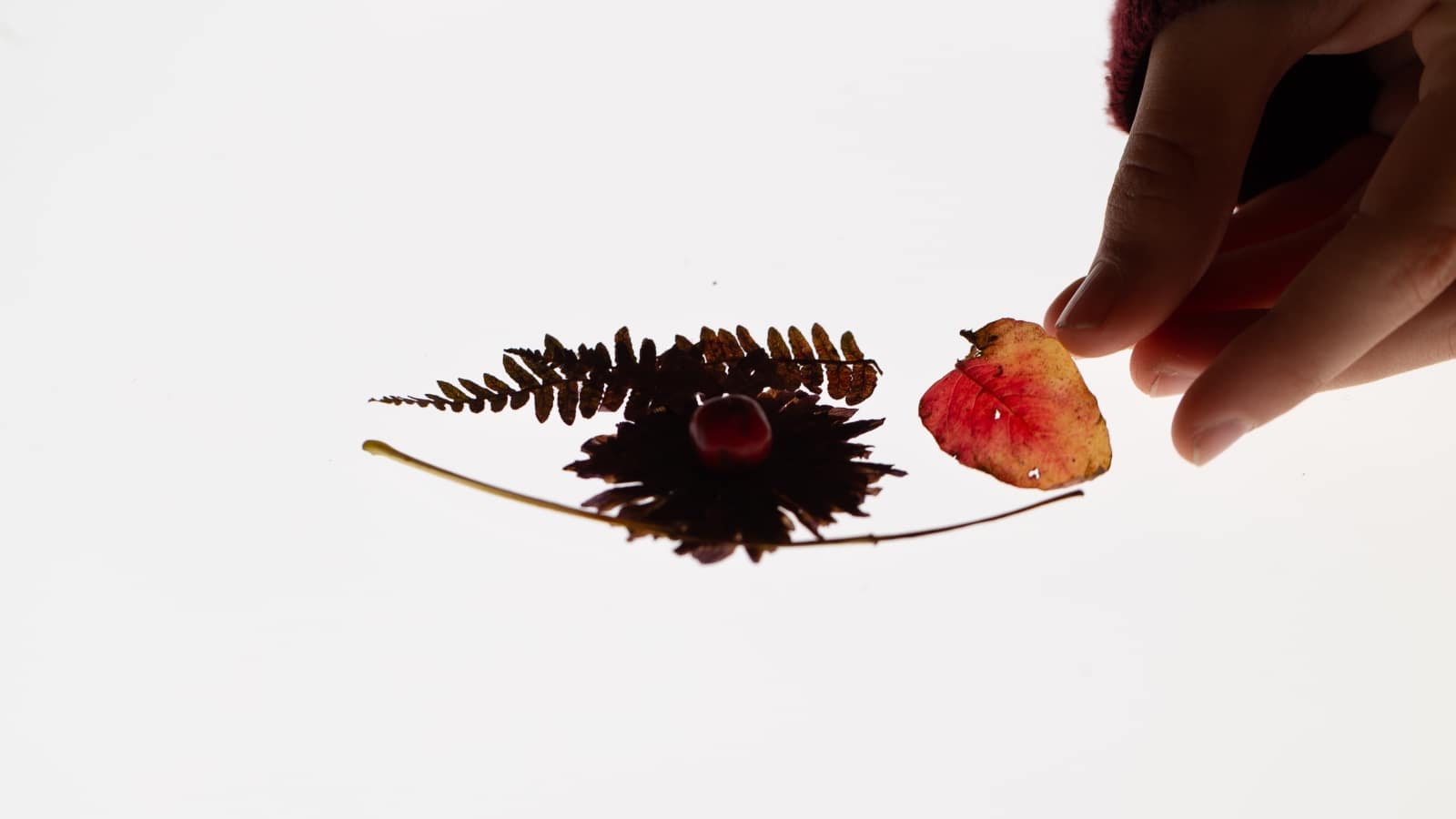 O livro infinito da natureza