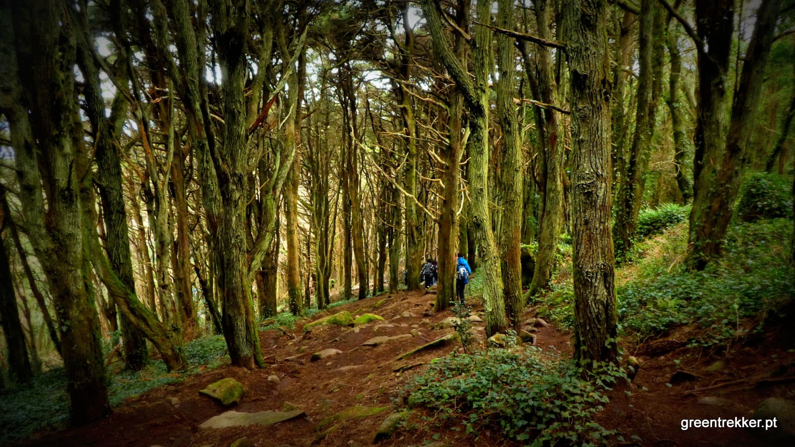 Caminhada em família no Bosque do Silêncio