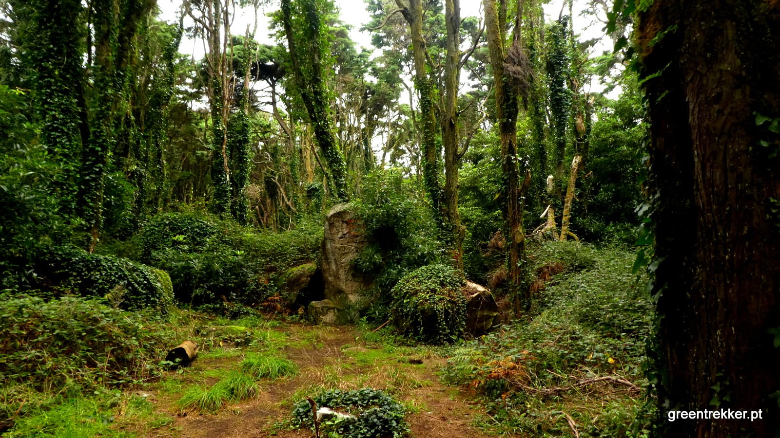 Caminhada em famĂlia no Bosque dos DruĂdas