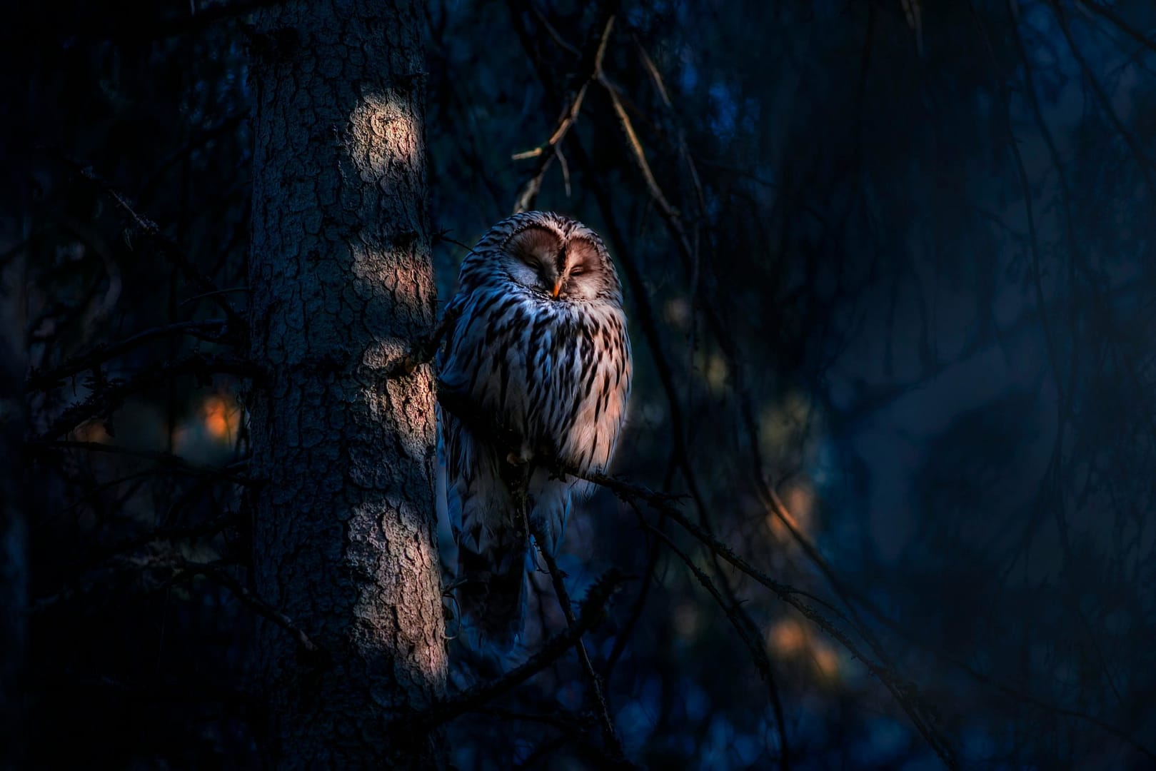 Les petits experts – Les animaux de la nuit