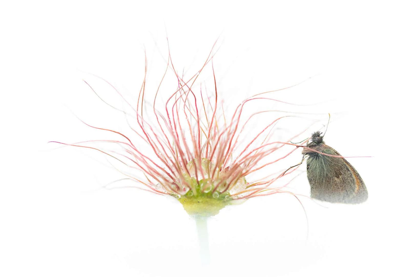 Fragments de nature par David Greyo, photographie – Julien Joselon, sculpture – Franck Rollier, aquarelle