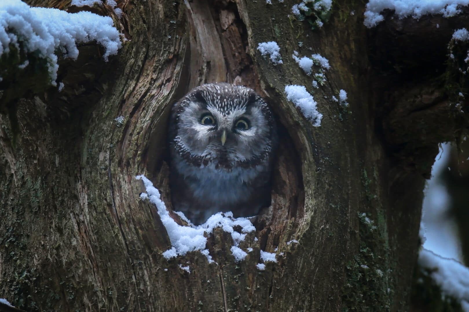 Le Chant des forêts