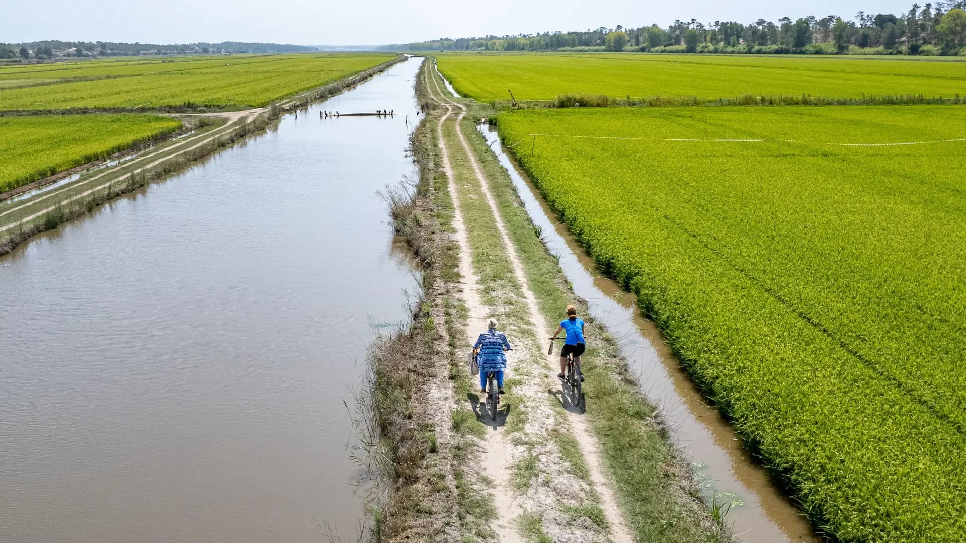 Arrozais da Carrasqueira (Comporta)