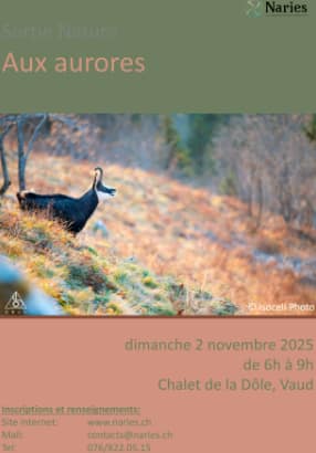 Association NARIES – Aux aurores
