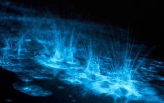 Passeio de Barco – Experiência da Bioluminescência