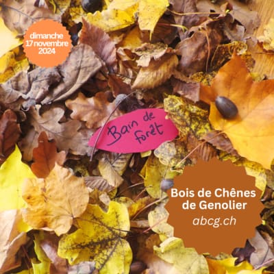 Bain de forĂȘt automnal