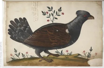 Le grand Tétra(pak) – Atelier de gravure monotype