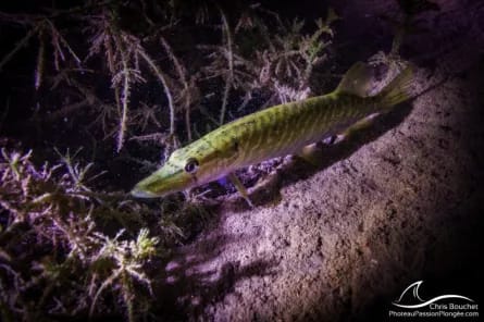 Rencontres aquatiques, à la découverte des poissons du Léman – Animation famille