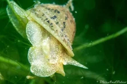 Animation famille – Vie cachée du Léman: mollusques et crustacés sous la loupe