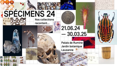 SPÉCIMENS 24: Nos collections racontent... – Zoom sur le minuscule