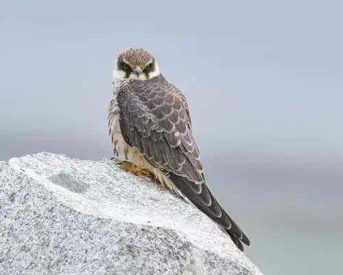Le monde secret des rapaces