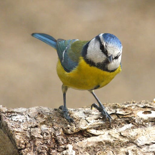 Nos voisins les oiseaux