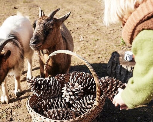 Nature Play Collective – A Day at the Farm
