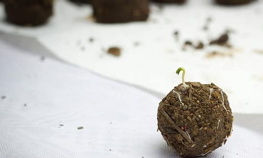 Workshop Bombas de Sementes