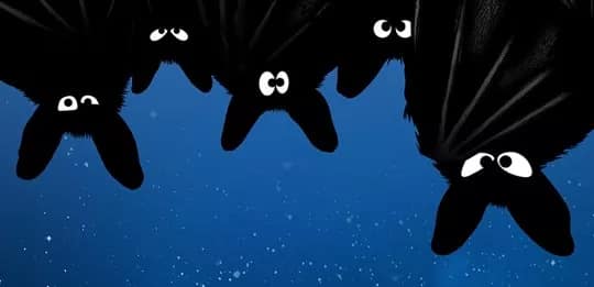 Nuit des chauves-souris