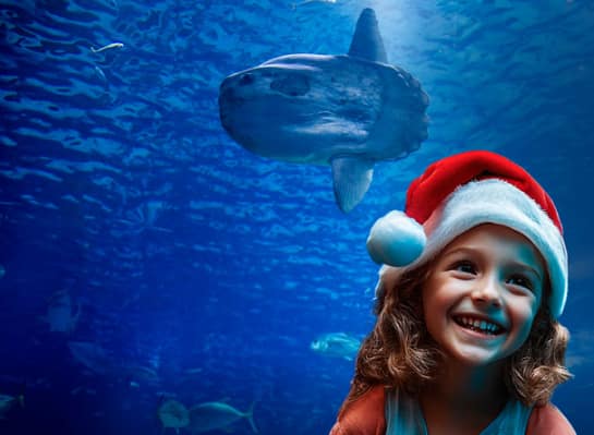 Oceanário de Lisboa – Férias debaixo de água: Natal 2025